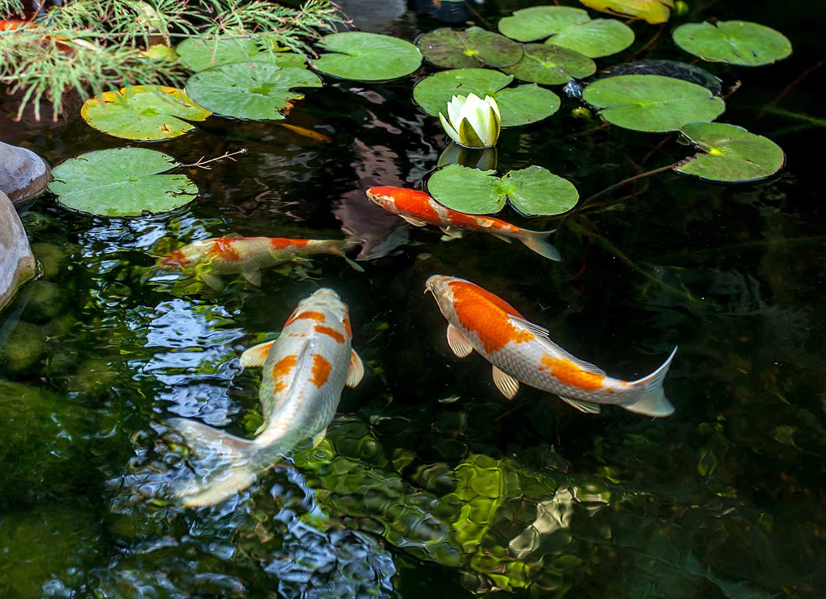 Gezond & helder water