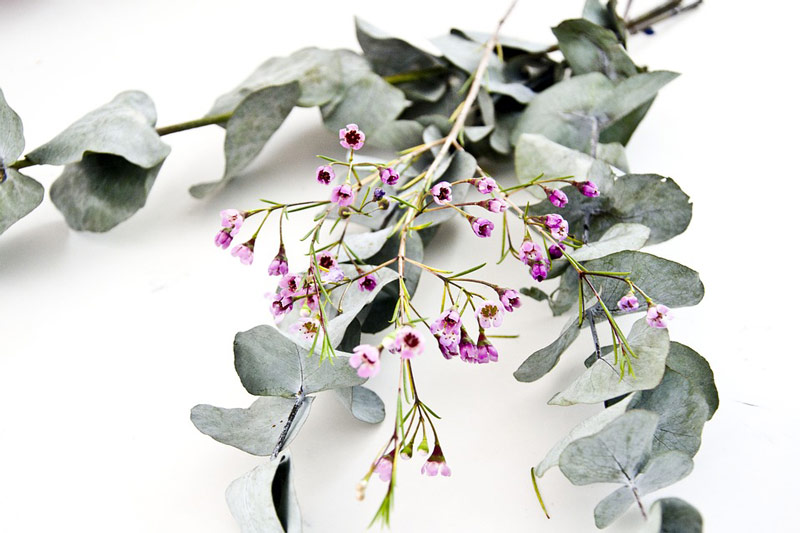 Eucalyptus saunageur