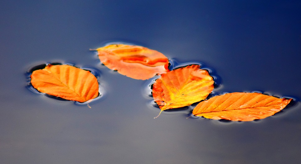 Gezonde vijver Vijver in de herfst