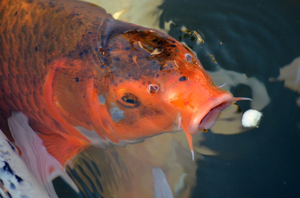 Koi vijver waterkwaliteit Koi vijver water