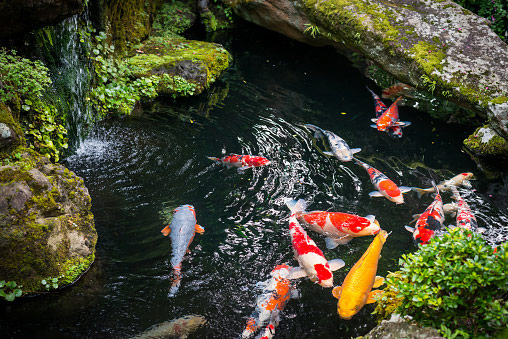 Koi verzorging