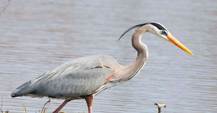 Reiger bescherming Je vijver beschermen tegen reigers