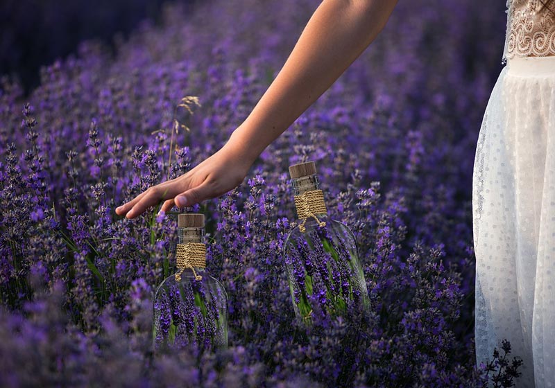 Lavendel saunageur