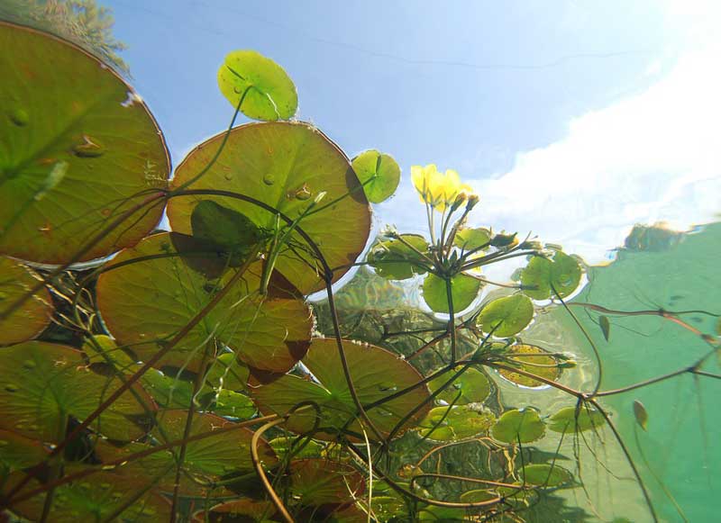 Soorten vijverplanten