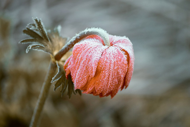 Tuin winterklaar maken