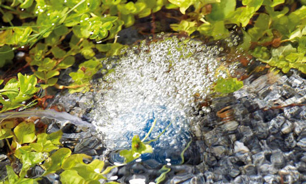 Zuurstof in je vijver Zuurstof in je vijverwater