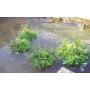 Drijvend planteneiland / phytofilter 41cm in het water