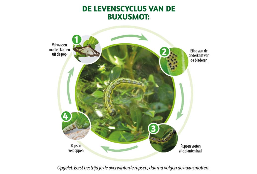 levenscyclus buxusmot