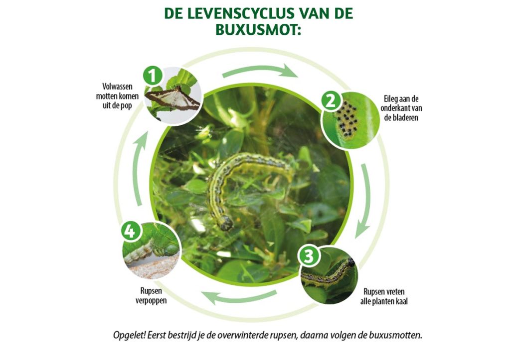 BSI omni insect bestrijding 25 ml levenscyclus van de buxusmot